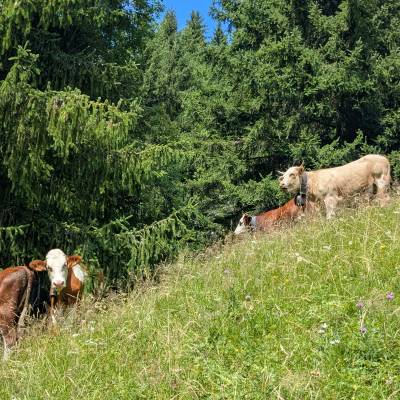 Vaches Abondance photographiées à Praz-sur-Arly sur le retour parking des Varins - Marie-Anaïs Lien