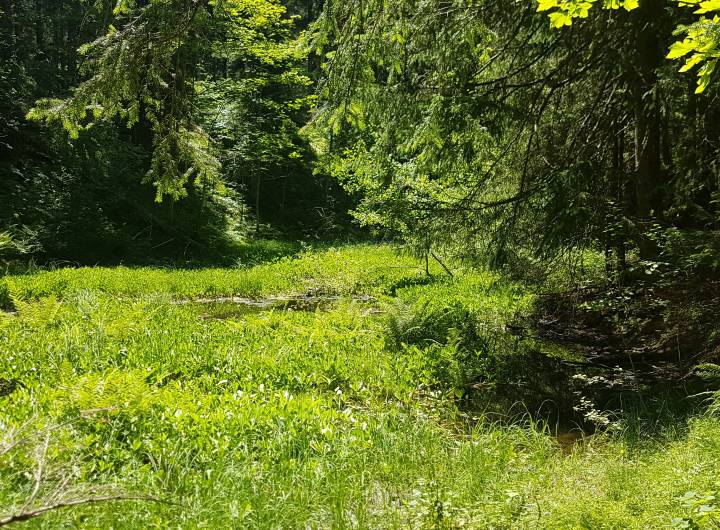 Gouille avant retrait d’une partie du radeau végétal © Marie-Anaïs Lien