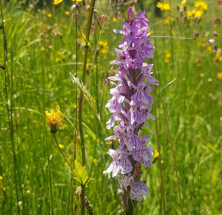 Orchis incarnat (Dactylorhiza incarnata) © Marie-Anaïs Lien